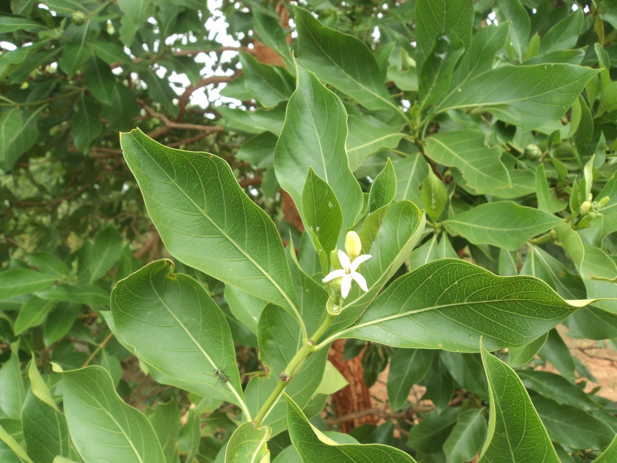 Morinda coreia Buch.-Ham.